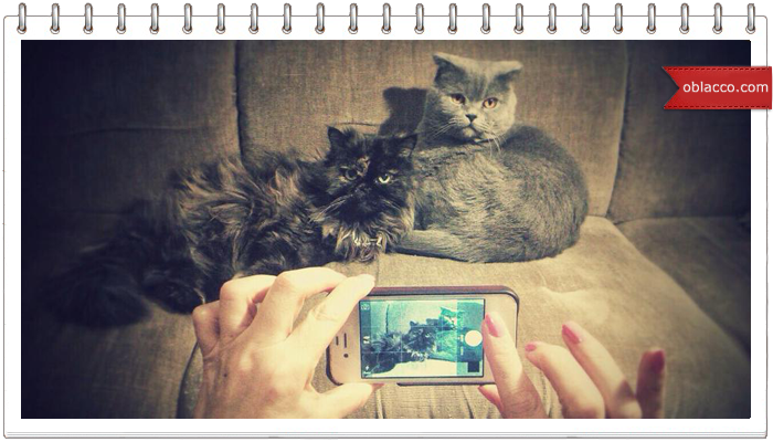 котстейк
