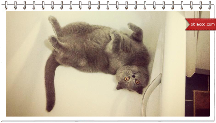 кот Стейк