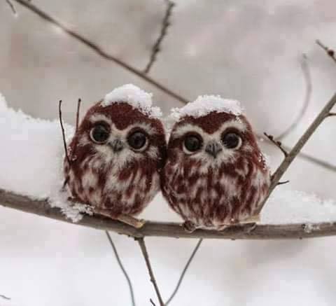 зима совы