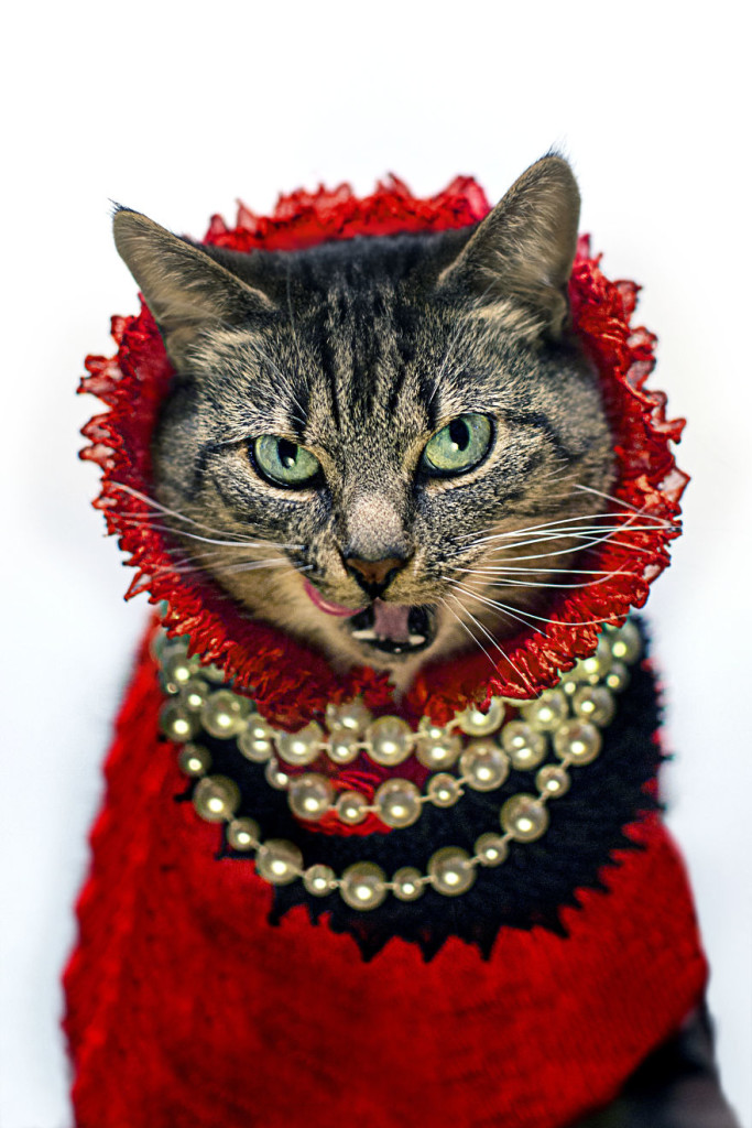 кошечка с лейкозом