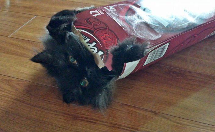 кот коробка