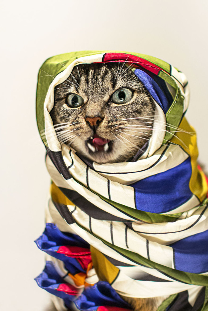 кошечка с лейкозом