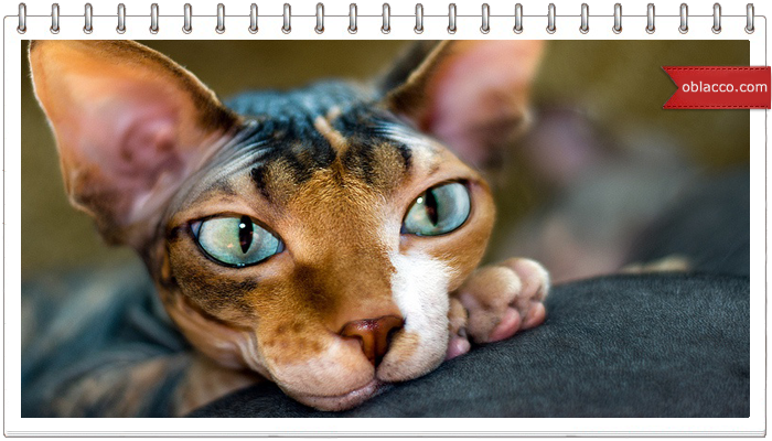 sfinks