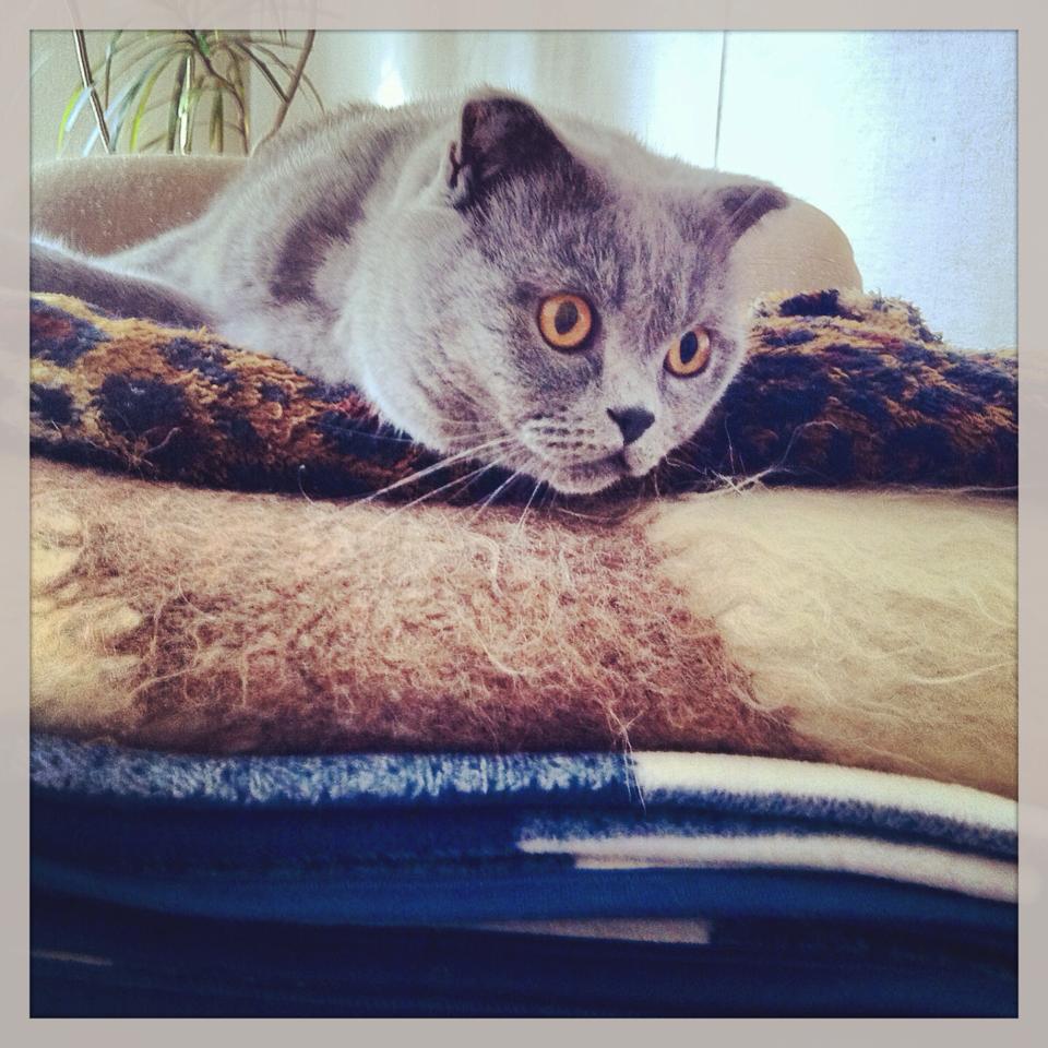 кот стейк