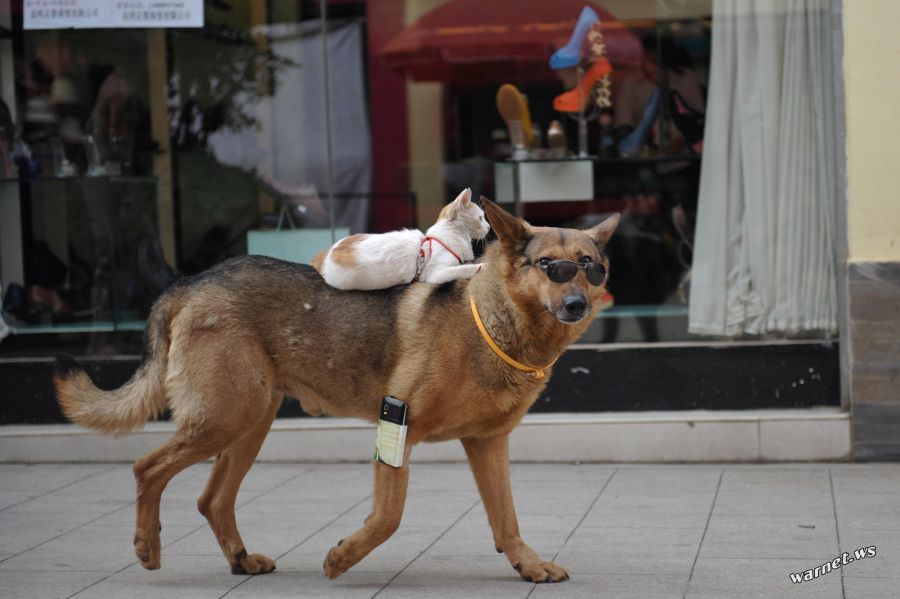 собака несет кошку на спине