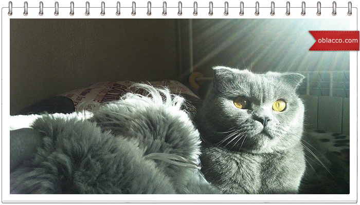#котстейк