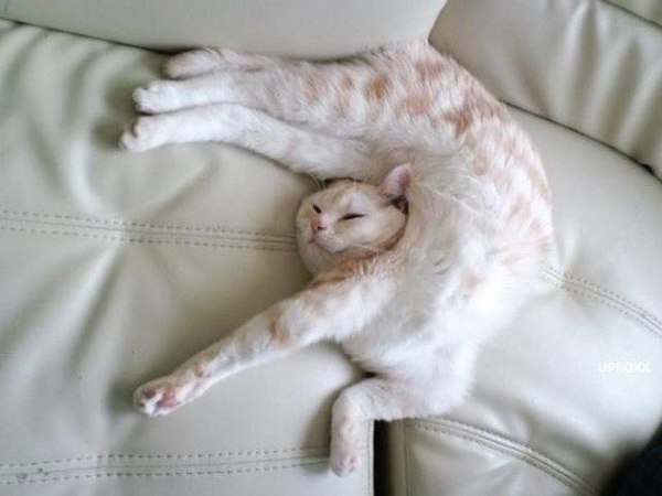 кошки фотографии приколы
