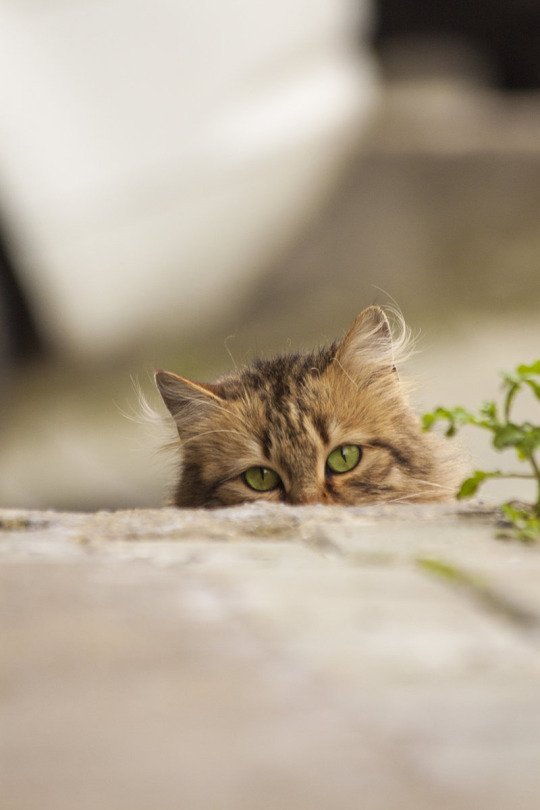 кошка весна красивое фото