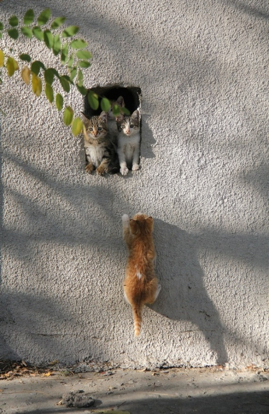 весенние котята